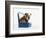 English Bulldog Puppy Sitting in a Lunch Box-Peter M. Fisher-Framed Photographic Print