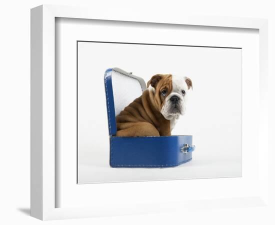 English Bulldog Puppy Sitting in a Lunch Box-Peter M. Fisher-Framed Photographic Print