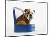 English Bulldog Puppy Sitting in a Lunch Box-Peter M. Fisher-Mounted Photographic Print
