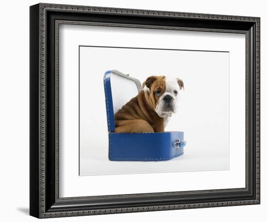 English Bulldog Puppy Sitting in a Lunch Box-Peter M. Fisher-Framed Photographic Print