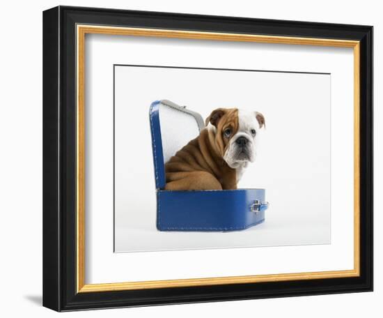 English Bulldog Puppy Sitting in a Lunch Box-Peter M. Fisher-Framed Photographic Print