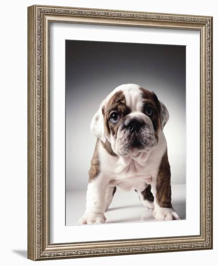 English Bulldog Puppy-Larry Williams-Framed Photographic Print