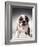 English Bulldog Puppy-Larry Williams-Framed Photographic Print