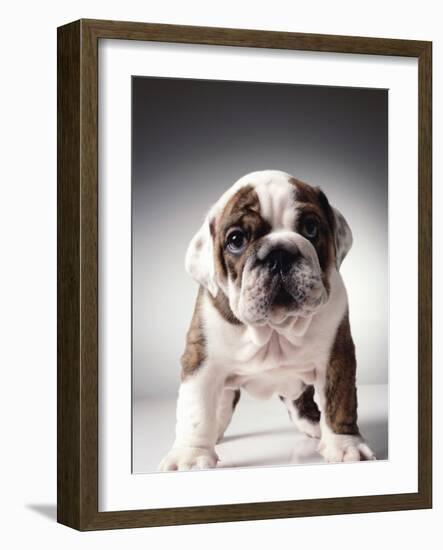 English Bulldog Puppy-Larry Williams-Framed Photographic Print