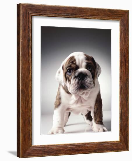 English Bulldog Puppy-Larry Williams-Framed Photographic Print