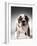 English Bulldog Puppy-Larry Williams-Framed Photographic Print