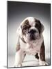 English Bulldog Puppy-Larry Williams-Mounted Photographic Print