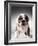 English Bulldog Puppy-Larry Williams-Framed Photographic Print