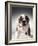 English Bulldog Puppy-Larry Williams-Framed Photographic Print