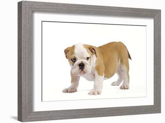 English Bulldog Puppy-null-Framed Photographic Print