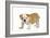 English Bulldog Puppy-null-Framed Photographic Print