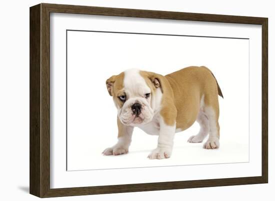 English Bulldog Puppy-null-Framed Photographic Print