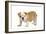 English Bulldog Puppy-null-Framed Photographic Print