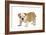 English Bulldog Puppy-null-Framed Photographic Print