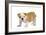 English Bulldog Puppy-null-Framed Photographic Print