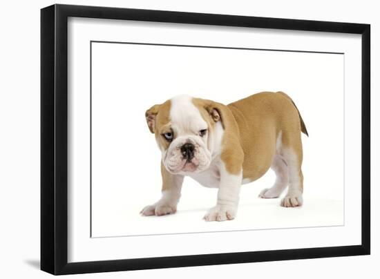 English Bulldog Puppy-null-Framed Photographic Print