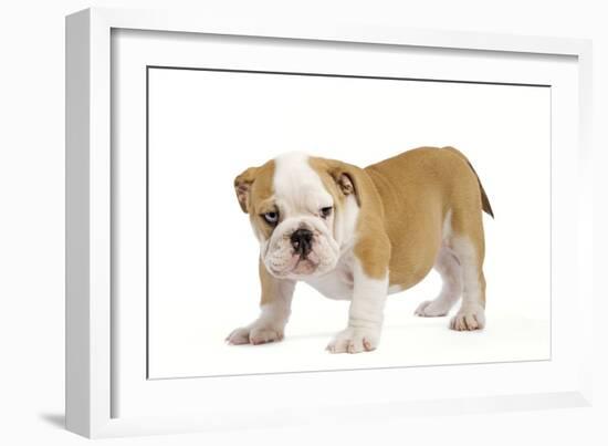 English Bulldog Puppy-null-Framed Photographic Print