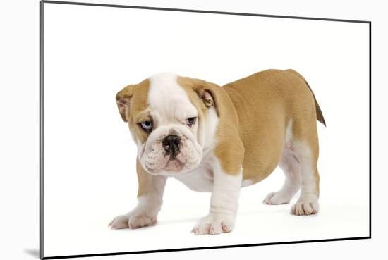 English Bulldog Puppy-null-Mounted Photographic Print