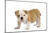 English Bulldog Puppy-null-Mounted Photographic Print