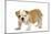 English Bulldog Puppy-null-Mounted Photographic Print