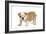 English Bulldog Puppy-null-Framed Photographic Print