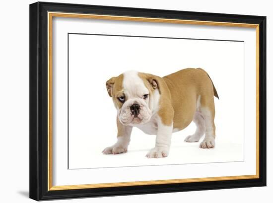 English Bulldog Puppy-null-Framed Photographic Print