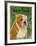 English Bulldog Tan and White-John W Golden-Framed Giclee Print