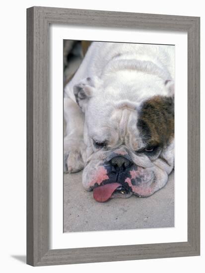 English Bulldog Tired, Lying Down with Tongue Sticking Out-null-Framed Photographic Print