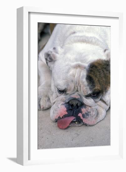 English Bulldog Tired, Lying Down with Tongue Sticking Out-null-Framed Photographic Print