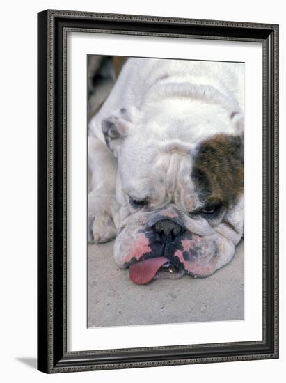 English Bulldog Tired, Lying Down with Tongue Sticking Out-null-Framed Photographic Print