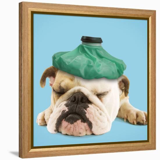 English Bulldog with Ice Pack-null-Framed Premier Image Canvas