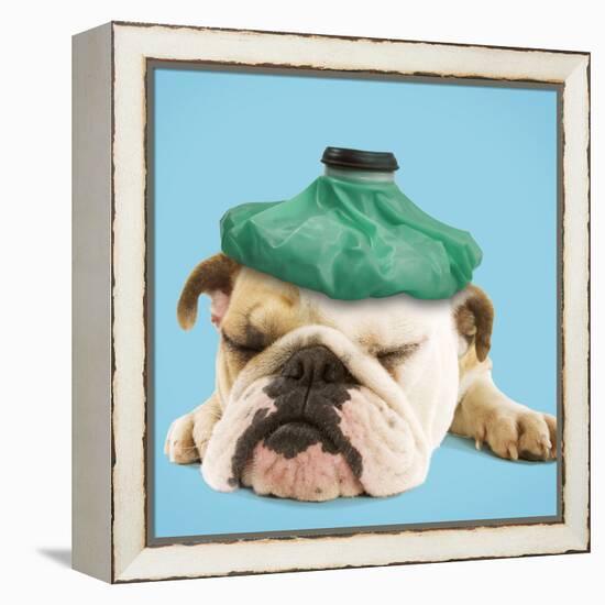 English Bulldog with Ice Pack-null-Framed Premier Image Canvas