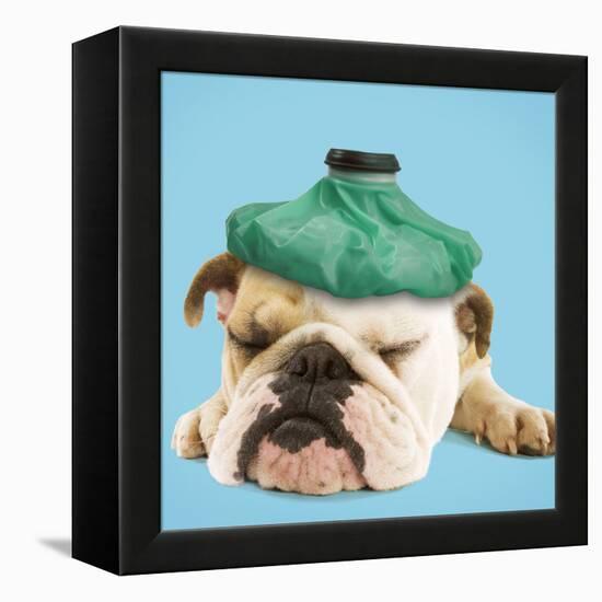 English Bulldog with Ice Pack-null-Framed Premier Image Canvas