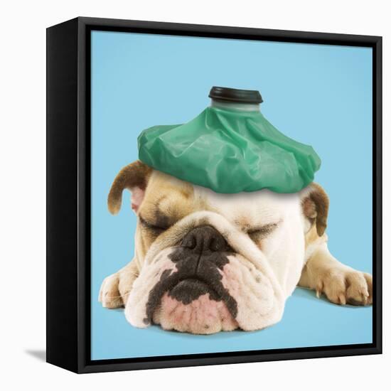 English Bulldog with Ice Pack-null-Framed Premier Image Canvas