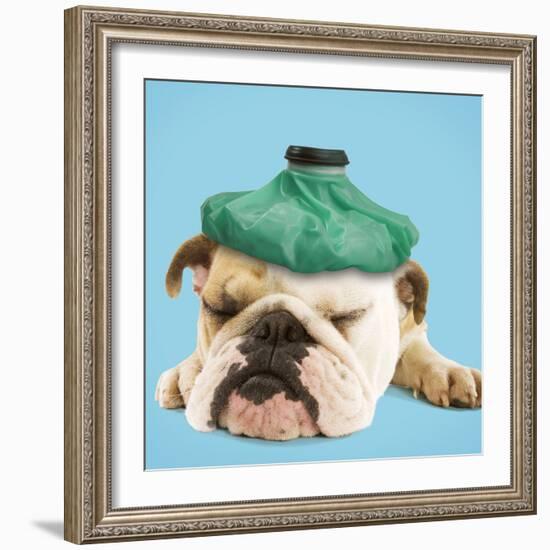 English Bulldog with Ice Pack-null-Framed Photographic Print