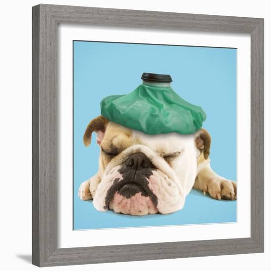 English Bulldog with Ice Pack-null-Framed Photographic Print