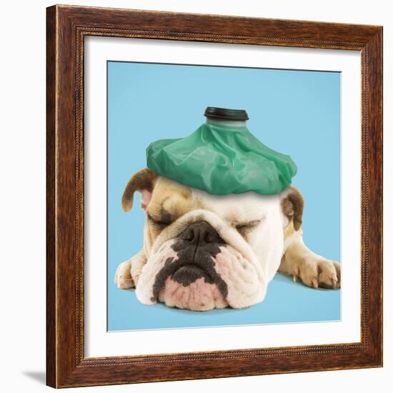 English Bulldog with Ice Pack-null-Framed Photographic Print