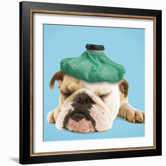 English Bulldog with Ice Pack-null-Framed Photographic Print