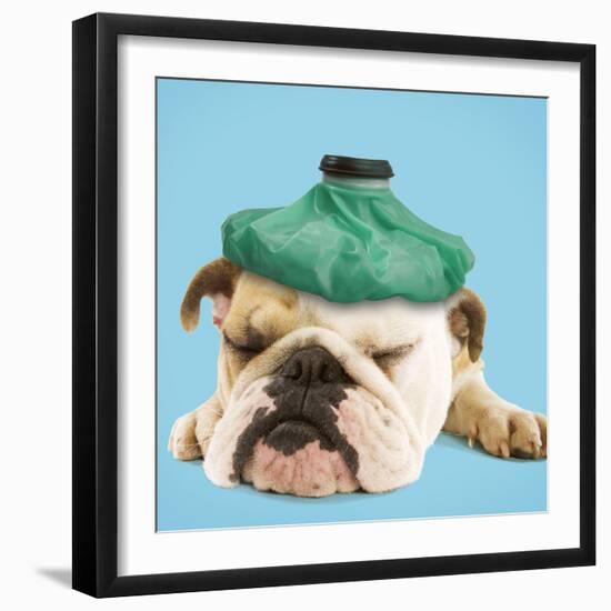 English Bulldog with Ice Pack-null-Framed Photographic Print