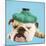 English Bulldog with Ice Pack-null-Mounted Photographic Print