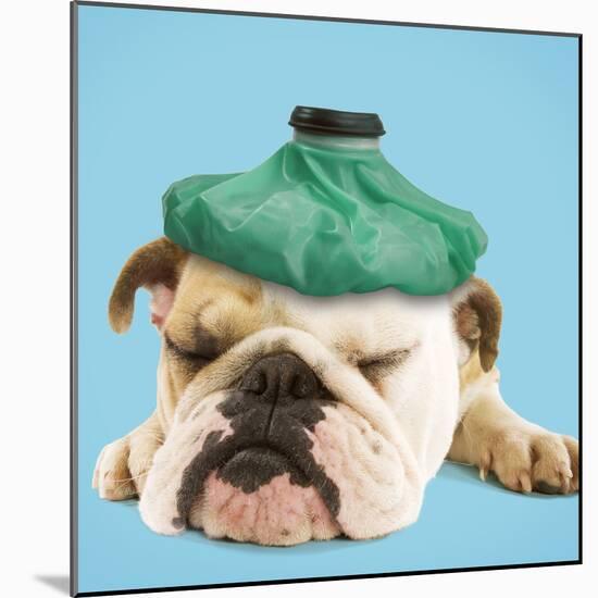English Bulldog with Ice Pack-null-Mounted Photographic Print