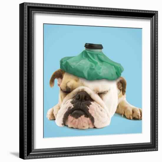 English Bulldog with Ice Pack-null-Framed Photographic Print