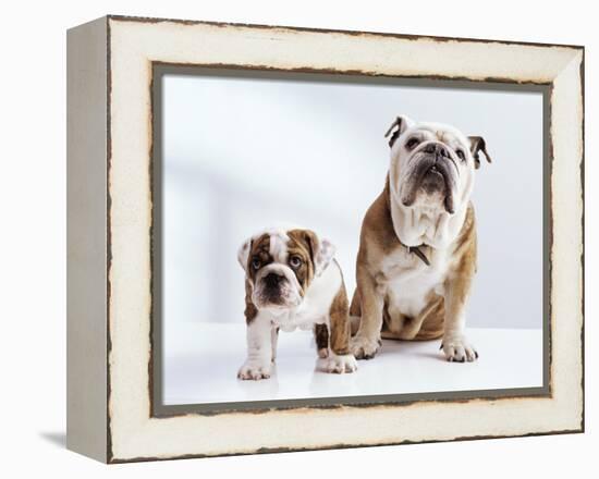 English Bulldog with Puppy-Larry Williams-Framed Premier Image Canvas