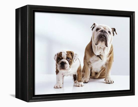 English Bulldog with Puppy-Larry Williams-Framed Premier Image Canvas
