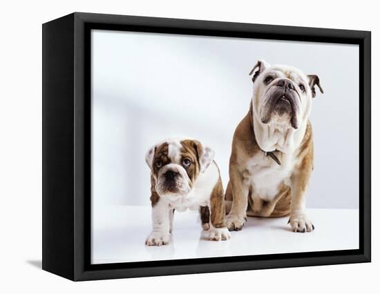 English Bulldog with Puppy-Larry Williams-Framed Premier Image Canvas