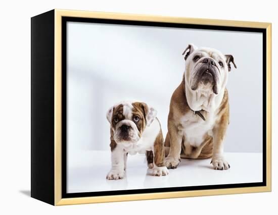 English Bulldog with Puppy-Larry Williams-Framed Premier Image Canvas