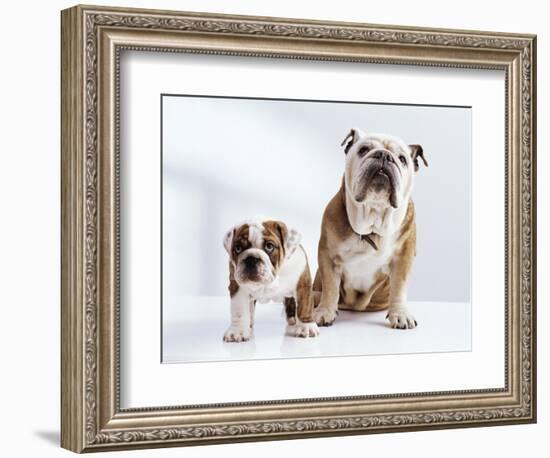 English Bulldog with Puppy-Larry Williams-Framed Photographic Print