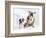 English Bulldog with Puppy-Larry Williams-Framed Photographic Print