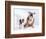 English Bulldog with Puppy-Larry Williams-Framed Photographic Print