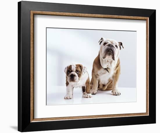 English Bulldog with Puppy-Larry Williams-Framed Photographic Print